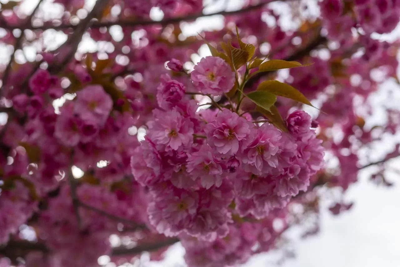 Kirschblüte in Kaster