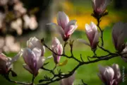 Magnolien, Azaleen und japanische Kirschblüte von Schloss Dyck