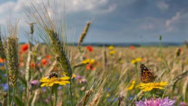 Firefly Ein riesiges Feld mit reifem Getreide. An den Raendern sind grosse Bluehwiesen angelegt. Die pr