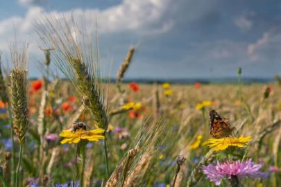 Firefly Ein riesiges Feld mit reifem Getreide. An den Raendern sind grosse Bluehwiesen angelegt. Die pr