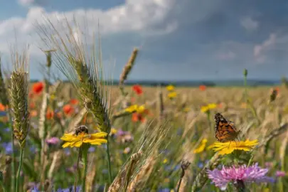 Firefly Ein riesiges Feld mit reifem Getreide. An den Raendern sind grosse Bluehwiesen angelegt. Die pr