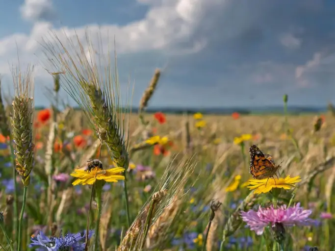 Firefly Ein riesiges Feld mit reifem Getreide. An den Raendern sind grosse Bluehwiesen angelegt. Die pr