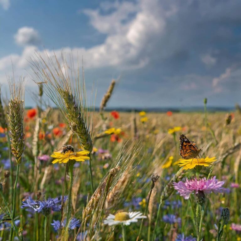 Firefly Ein riesiges Feld mit reifem Getreide. An den Raendern sind grosse Bluehwiesen angelegt. Die pr