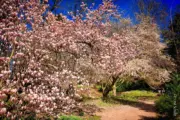 Magnolien im Park