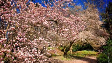 Magnolien im Park