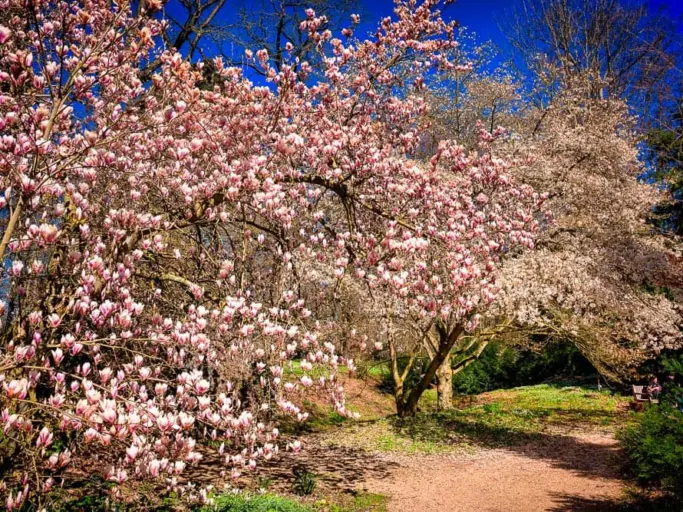 Magnolien im Park