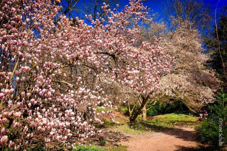 Magnolien im Park