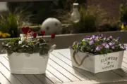Wo verstecken sich unsere Hausfledermäuse?