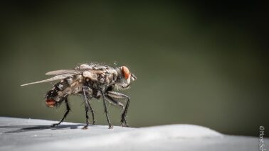 Fliege