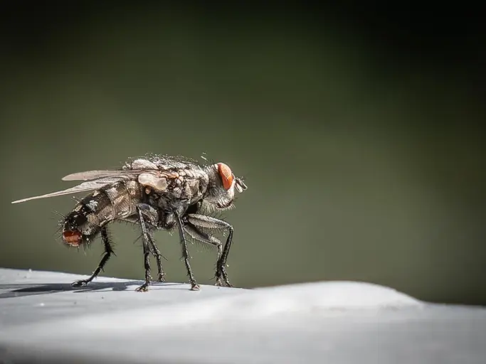 Fliege