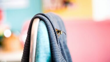 a cinematic medium shot of a small wasp peeking ou MucsruASSimwFnERbad1UA N 5dGWBHSzScmwDgug2IBQ
