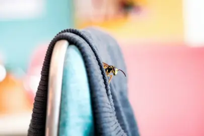 a cinematic medium shot of a small wasp peeking ou MucsruASSimwFnERbad1UA N 5dGWBHSzScmwDgug2IBQ