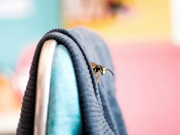 a cinematic medium shot of a small wasp peeking ou MucsruASSimwFnERbad1UA N 5dGWBHSzScmwDgug2IBQ
