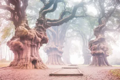 a photo of a large area with giant mammoth trees i cd4MsYvjS3ivB9laJibPEg 8 UVfBpNR12mMOldNxGERA