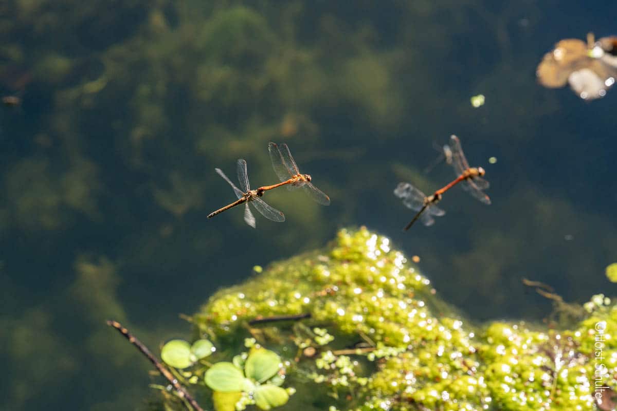 Heutige Motive: Libellen im Flug und kleine Pilze