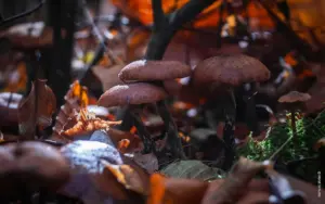 Herbstfarben werden langsam dunkler 3 Herbstfarben werden langsam dunkler