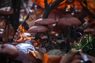 Herbstfarben werden langsam dunkler