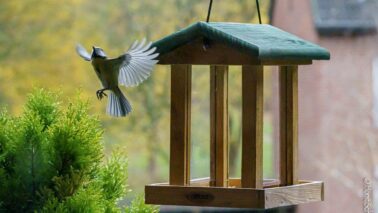 unser aktuelles Vogelhaus