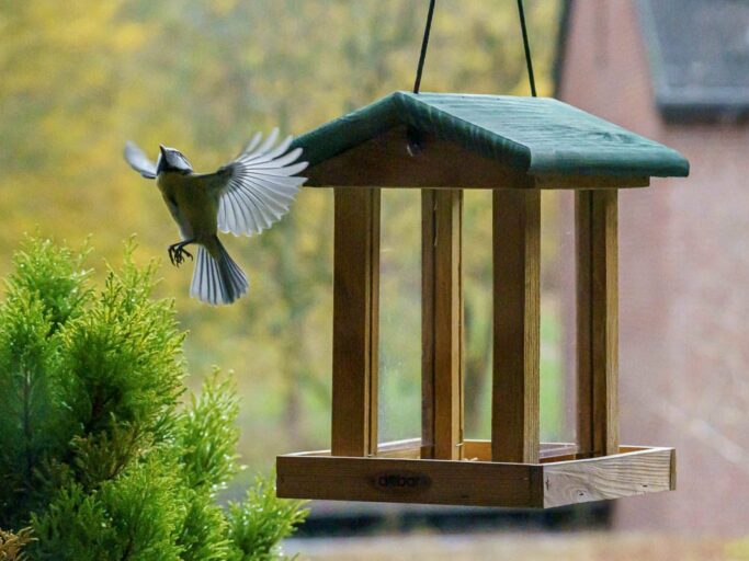 unser aktuelles Vogelhaus
