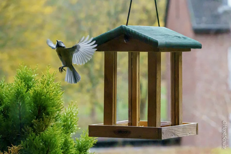 unser aktuelles Vogelhaus