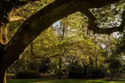 Mammutbäume, Ginkgos und Platanen im Herbst