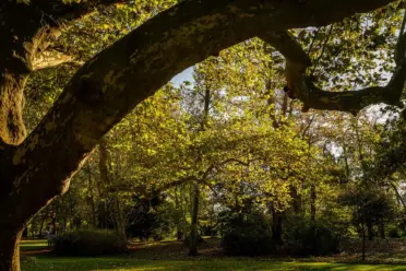 Mammutbäume, Ginkgos und Platanen im Herbst