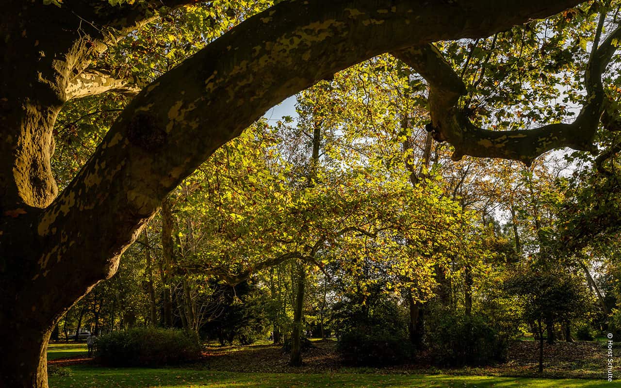 Mammutbäume, Ginkgos und Platanen im Herbst