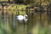 Schwan: Farbig oder Schwarz/weiß – immer ein wunderbarer Vogel