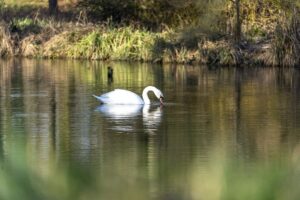 Schwan: Farbig oder Schwarz/weiß – immer ein wunderbarer Vogel