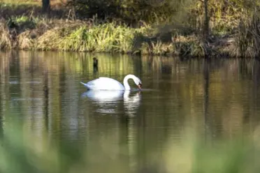 Schwan: Farbig oder Schwarz/weiß – immer ein wunderbarer Vogel