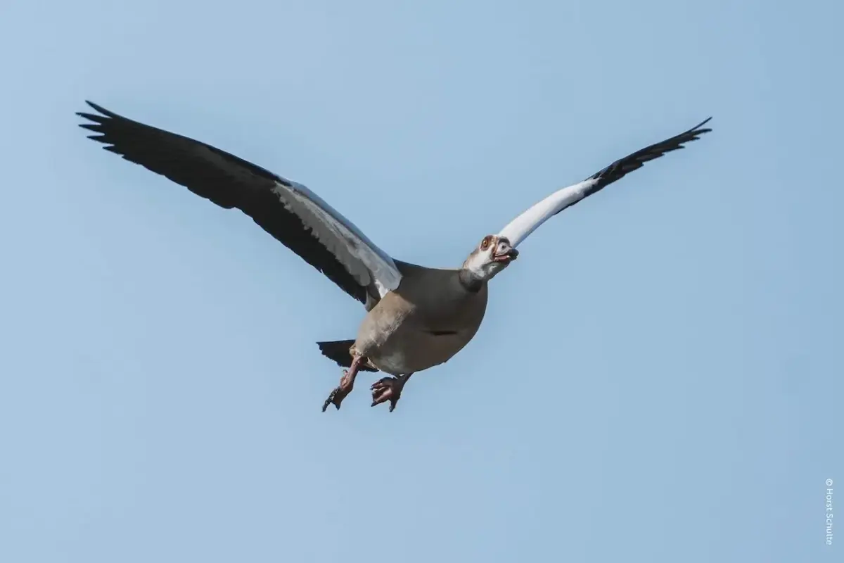 Der Winter soll sich jetzt verpissen 8 Nilgans