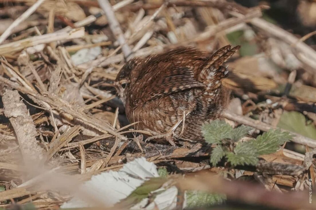 Winterzaunkönig