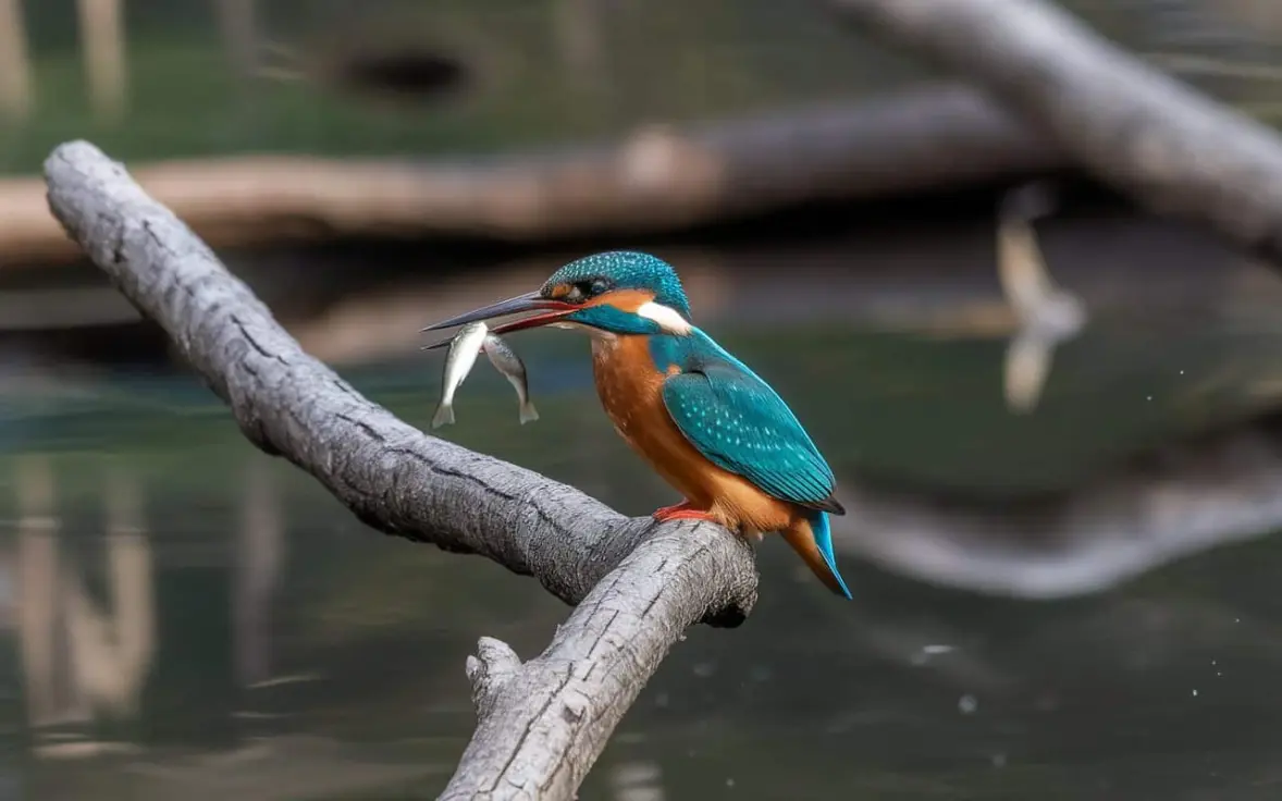 a kingfisher with two fish in its beak s RgrwEWEoSYC cs6OazEIqg wE0WE fTJa c5IgH Y4OA