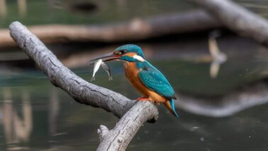 a kingfisher with two fish in its beak s RgrwEWEoSYC cs6OazEIqg wE0WE fTJa c5IgH Y4OA