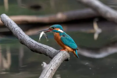 a kingfisher with two fish in its beak s RgrwEWEoSYC cs6OazEIqg wE0WE fTJa c5IgH Y4OA