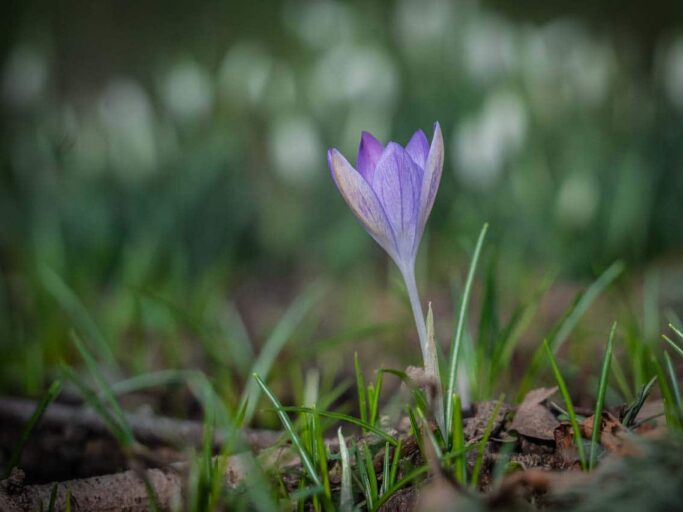 zartes Pflänzchen 2