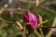Magnolien und Kirschblüten haben sich noch nicht durchgesetzt