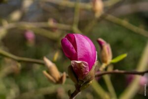 DSC00904