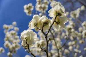 Spaziergang durchs Revier – ein Frühlingsmoment 2 Spaziergang durchs Revier – ein Frühlingsmoment