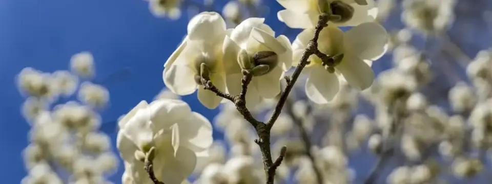 Spaziergang durchs Revier – ein Frühlingsmoment 11 Spaziergang durchs Revier – ein Frühlingsmoment