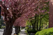 Kirschblüte auf der St. Rochus Str. in Kaster