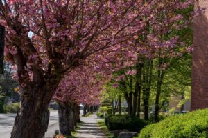 Kirschblüte auf der St. Rochus Str. in Kaster