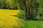 Raps im Frühling
