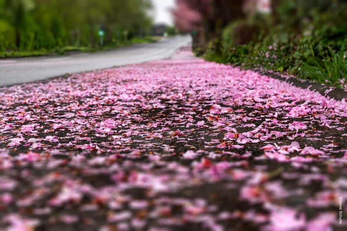 Und schon ist die Kirschblüte vorbei