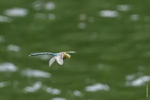 Libellen im Flug über Wasser fotografieren