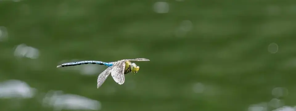 Libellen im Flug über Wasser fotografieren 6 Libellen im Flug über Wasser fotografieren