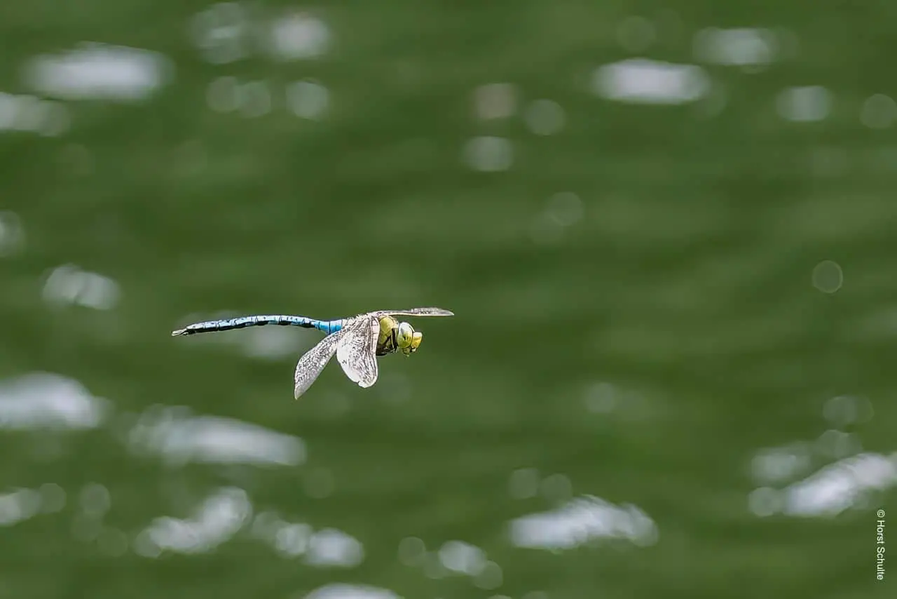 Libellen im Flug über Wasser fotografieren