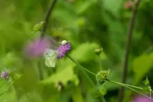 Krabbenspinne und Weißling