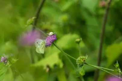 Krabbenspinne und Weißling