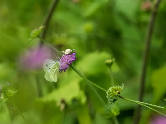 Krabbenspinne und Weißling
